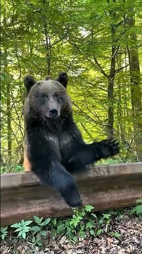 A black bear was badly injured after being hit by a car.