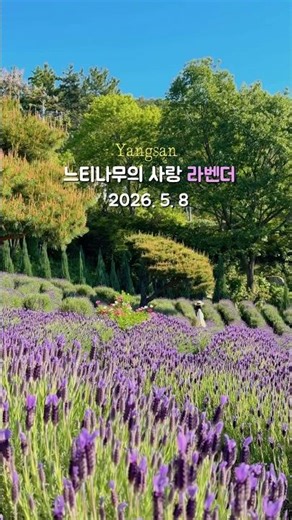 지금 가장 핫한 라벤더 카페 #부산근교#라벤더#양산#양산카페#봄여행#꽃여행#travel