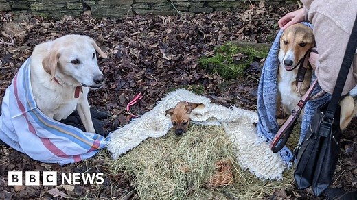Christmas: Dogs perform Welsh chapel's nativity play