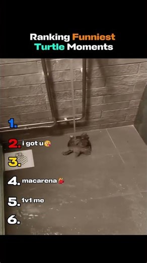 Ranking Funniest Turtle Moments🐢