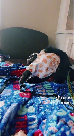 Funny Monkey Removing Clothes Compilation