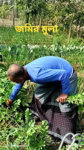 Radish Harvesting