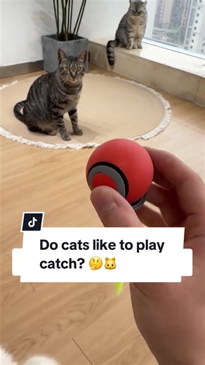 Why Do Cats Love to Play with the Speedy Tail Toy?