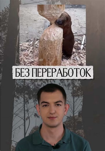 Бобр Муку не любит перерабатывать, как и мы