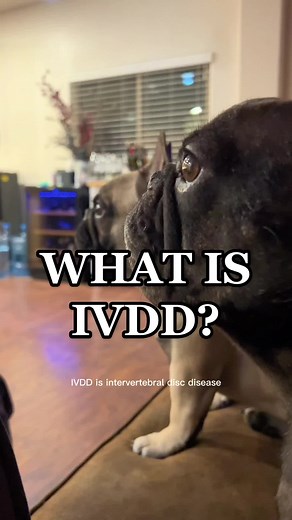 Understanding IVDD in French Bulldogs
