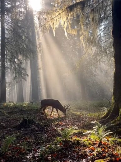 Epic Backflip Fails During Hunting