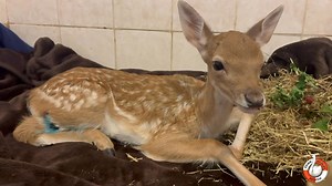 ONE LUCKY FALLOW FAWN! 🦌❤️ This fallow deer fawn (Dama dama) came into us after being found hanging by her leg in a fence. Sadly a lot of the time injuries from being stuck in fences are too severe for a variety of reasons, however she has been extremely lucky! Although she had a very deep wound (all the way to the bone!) she had no nerve damage and could still use her leg. Our vet managed to stitch up the wound and it is healing very well. She is luckily at the stage where she is beginning to 
