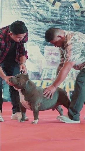 The Rise of the American Bully in the Philippines