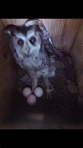 Three Eggs! Mother Owl's Secret Nursery Revealed (Campus Nesting Ep. 2)
