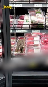 A pesky little possum has been spotted perusing through the specials of his local supermarket! 🙃 | TODAY