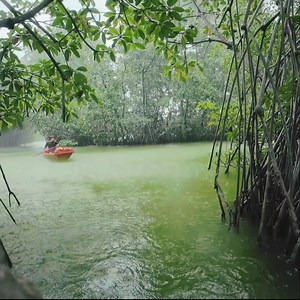 68K views · 1.6K reactions | Camping in a mangrove forest AND HEAVY RAIN Struggling to build a shelter in the rain | Raelyn | Facebook