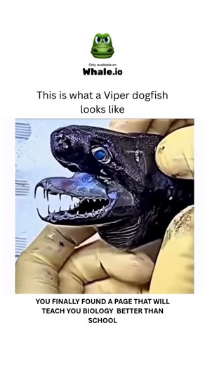 BIOLOGY | MEDICAL | HEALTH on Instagram: "Meet the Viper Dogfish — the shark with viper-like teeth! This rare and mysterious shark inhabits the ocean depths, and can be found at depths of over 300 meters. With long, sharp teeth reminiscent of a snake, the Viper Dogfish can project its jaw forward, capturing prey with frightening precision. Despite its menacing appearance, it measures only about 50 cm — a true creature of the sea’s shadows. Dm for credit or removal 👏🏻🙏🏻 For educational purpos