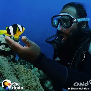 1.7M views · 4.2K reactions | Did you know that fish have their own...