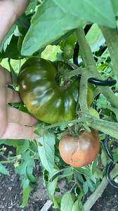 So haben sich meine Tomaten und Gurkenpflanzen bisher entwickelt… #homefarming #machsdirleckerzuhause | Judith Rakers