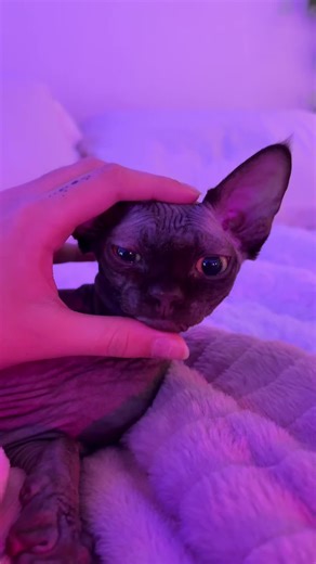 Wahonay (@wahonay)’s videos with original sound - kell yeah!