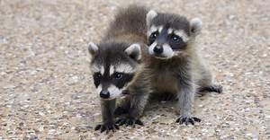 When Do Raccoons Have Babies?