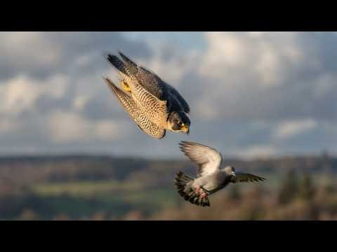 Peregrine Falcon Hunts Pigeon in Lightning Fast Chase | Fastest Bird Attack