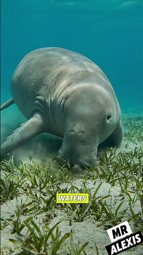 The Dugong: The Real Mermaid of the Sea