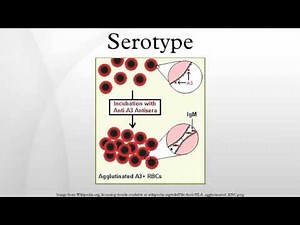 Serotype
