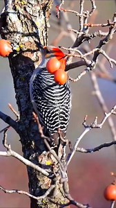 Amazing woodpecker | Birdlife