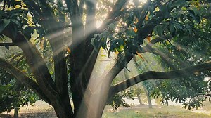 Cinematic Winter Morning: Nature's Beauty Unfolds
