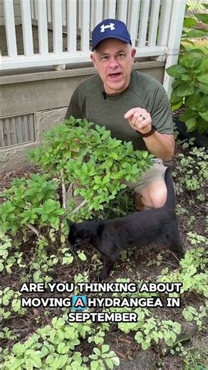 Best Time to Move a Hydrangea #floweringshrubs #gardening #hydrangea
