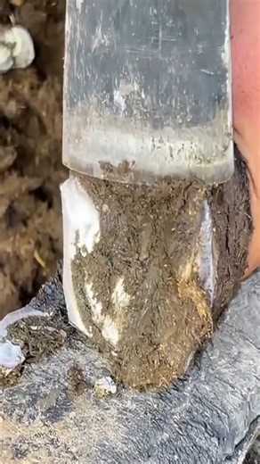 3K views · 28 reactions | Trim the donkey's hoof its hoof horn turns into a ball! In One Minute #animal #horse #cow #donkey #hoofcare #satisfying #hoof #care #helping | Hoof Care | Facebook