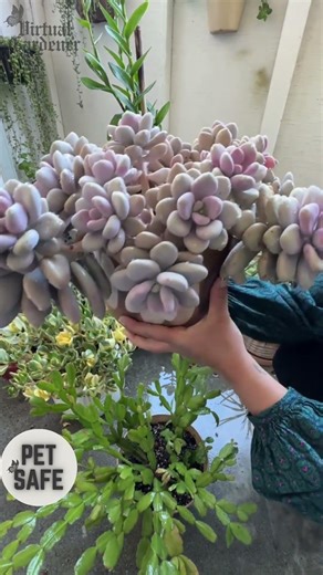 Tiny Plants That Look Almost Good Enough to Eat