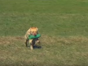 Tout savoir sur le labrador (vidéo)