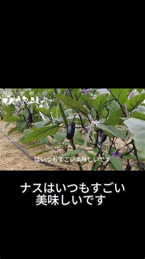 【成長記録】ナスの実が大きくなるまで 1 #京都やおよし #農業 #きのこたけのこ
