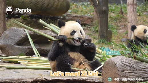Meet two-year-old Zi Lin! His mom is panda Su Lin, and his brother is Zi Su. Zi Lin's a curious little one who's always clinging to his family, but he's also full of energy and mischief. Currently, the family of three lives at Wolong Shenshuping Base of CCRCGP. Come and get to know this adorable panda family! #panda #CCRCGP #PandaLife #GiantPandaStory #FriendshipMessenger For more panda information, please check out: https://en.ipanda.com | iPanda