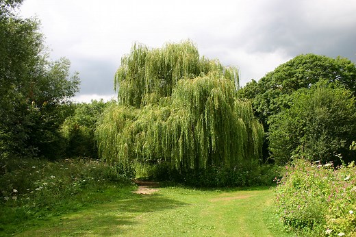 Weeping Willow Trees for Sale $24.99 | Buy 1 Get 1 Free