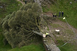 16-year-old arrested after beloved ‘Robin Hood’s Tree’ in the Sycamore Gap cut down