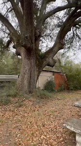 592K views · 10K reactions | There were 19 cars left behind at a shuttered forgotten out of business funeral home. I couldn’t even get them all in the video We called it the funeral home fleet. | A lady called Johnna | Facebook