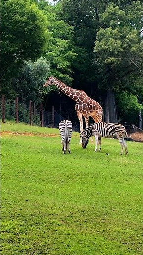 World’s largest walk-through zoo | North Carolina Zoo 🌍🐾