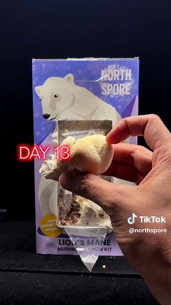 Our BIGGEST sale of the year ends tonight at midnight EST - so make sure you jump in while you can and gift the grow this season! Our Polar Bear Lion’s Mane kit is a great way for kids and adults alike to learn the basics of growing your own Lion’s Mane mushrooms at home - a fungi beloved for being as medicinally-potent as it is delicious. In research, Lion’s Mane is showing potential to help with things like brain fog, memory, and even nervous system damage. Check out the link in bio to snag on