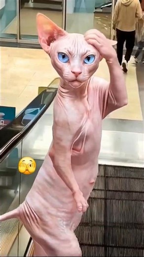 حال القط سفينكس بعد غلاء التونة! 😿💔" #funny