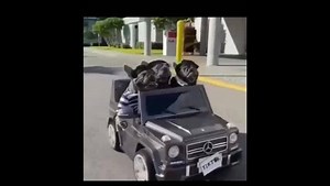 3.8K views · 26 reactions | funny dog escaped whith cash money | BRM DRAMA | Facebook