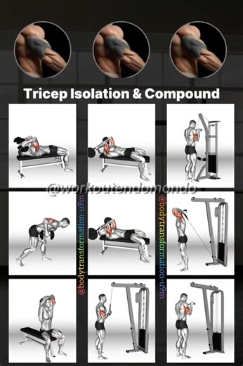 Tricep Isolation & Compound Guide #fitness #shorts #workout #gym #biceps