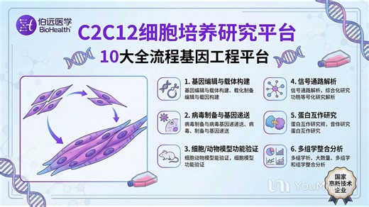 C2C12细胞培养 单克隆细胞系 肌肉生物学
