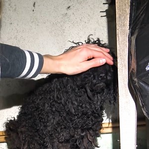 22K views · 496 reactions | Homeless dog and his son find hope together! ❤️ | Viral Stories | Facebook