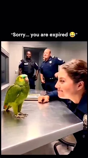 Digital KS on Instagram: "This post shows a humorous clip in which a woman jokingly asks a talking parrot if it would marry her. The exchange takes an unexpected turn when she mentions her age - 31 - and the parrot responds with a blunt “sorry, you are expired,” triggering laughter. The moment works because of the contrast between playful flirting and the parrot’s shockingly direct reply. Talking parrots often mimic phrases they’ve heard without understanding context, which can result in respons