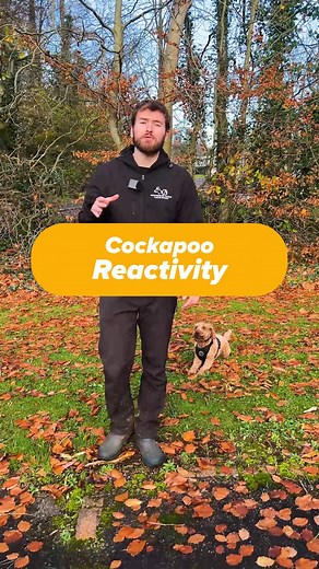 485 reactions · 14 shares | If you have a reactive cockapoo, this is probably why… | McCoubrey K9 Services | Facebook