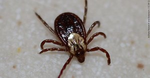 ‘Explosion in ticks’: Doctors, EPA warn of climate change’s impact on health in Wisconsin