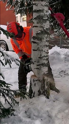 Viides koivu
