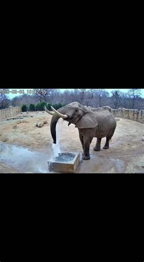 Elephant Can't Aim Its Own Trunk 🐘💦😂