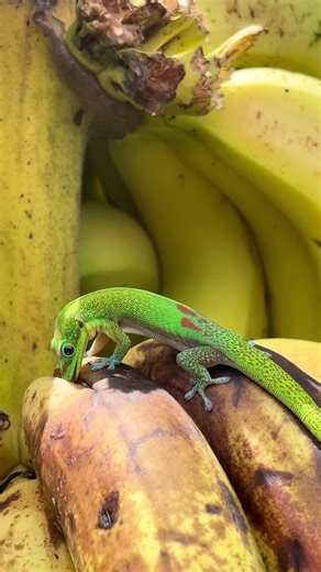 Sipping Banana Bliss in Maui