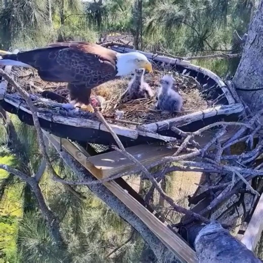 Ep#271 - Review bird nest family daily life in their nest | Review mother birds bring food to feed her chicks in the nest!! #reviewbirdnest #birdslover #naturelovers #birdsounds #birdschirping #birdsofinstagram #birdlife #birds #birdswatching #birdsnest #wildbirdsphotography #birdsforest | Bird Plus Nature