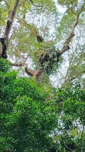 Orang Utan dan Habitatnya #explorehutan #hutantropis #orangutan