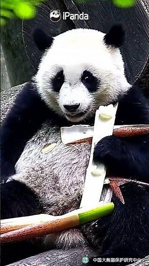 Little Panda VS. Giant Bamboo Shoots | iPanda #shorts